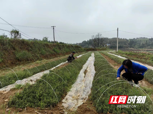 最新一期乡，探索乡村振兴的新路径