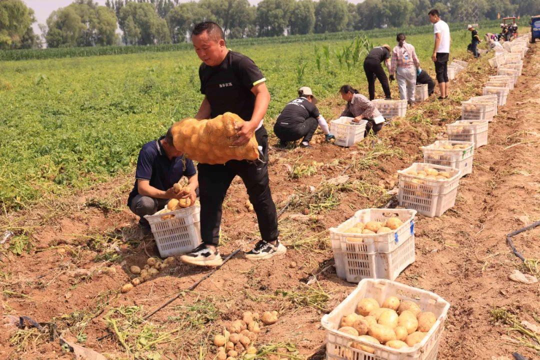 最新型铺膜机，农业现代化的新引擎