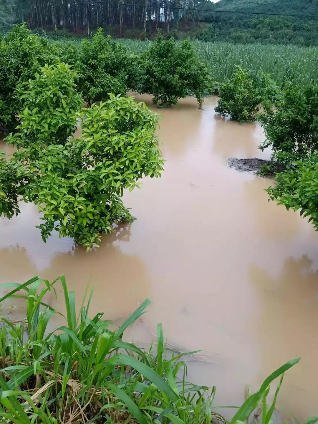 江西洪涝灾情最新视频，直击暴雨肆虐下的救援行动与民生关切