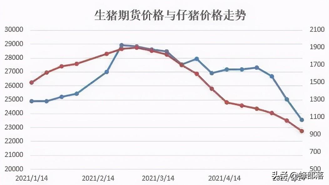 现在生猪市场最新价格，市场波动与未来趋势分析