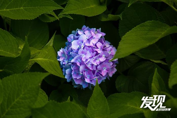 小雁塔绣球花最新