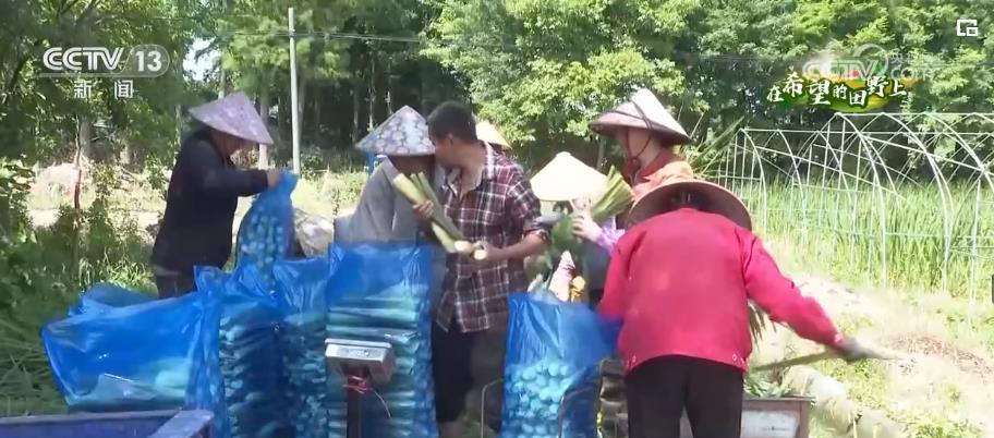 南王村最新消息，乡村振兴的生动实践